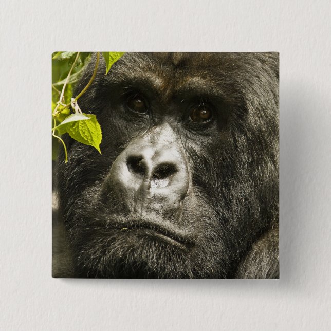 Berggorilla, Gorilla beringei beringei, Button (Vorderseite)