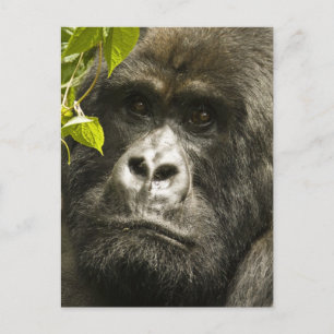 Berggorilla, Gorilla beringei beringei, Postkarte