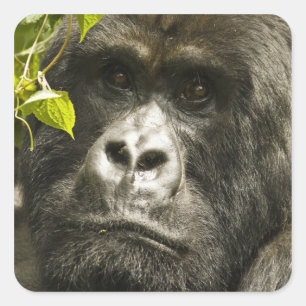 Berggorilla, Gorilla beringei beringei, Quadratischer Aufkleber