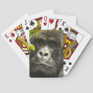 Berggorilla, Gorilla beringei beringei, Spielkarten