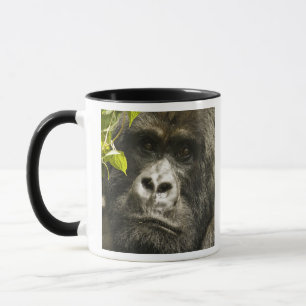 Berggorilla, Gorilla beringei beringei, Tasse