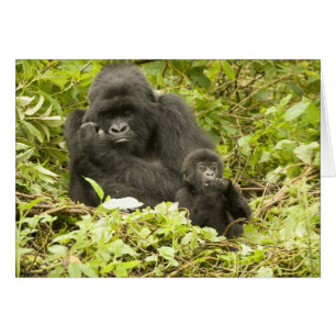 Berggorilla, Gorilla beringei (früher G.