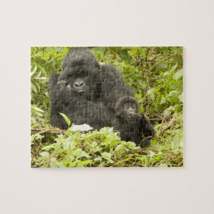 Berggorilla, Gorilla beringei (früher G.
