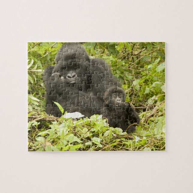 Berggorilla, Gorilla beringei (früher G. (Horizontal)