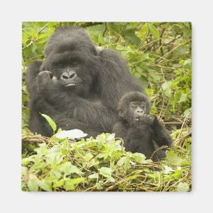 Berggorilla, Gorilla beringei (früher G. Magnet