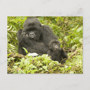 Berggorilla, Gorilla beringei (früher G. Postkarte