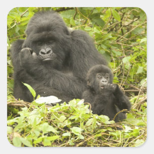 Berggorilla, Gorilla beringei (früher G. Quadratischer Aufkleber