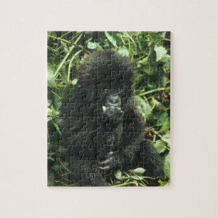 Berggorilla, (Gorilla gorilla beringei),