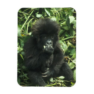 Berggorilla, (Gorilla gorilla beringei), Magnet