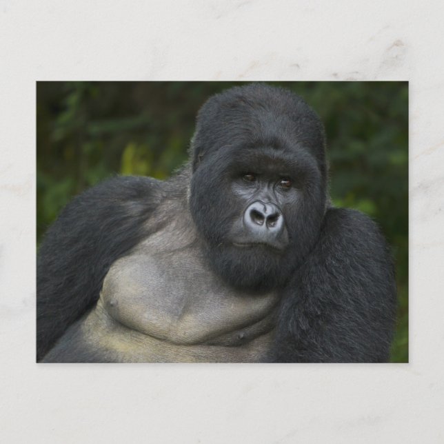 Berggorilla und Silberrücken Postkarte (Vorderseite)