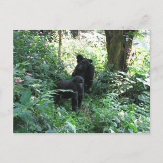 Berggorillas Postkarte