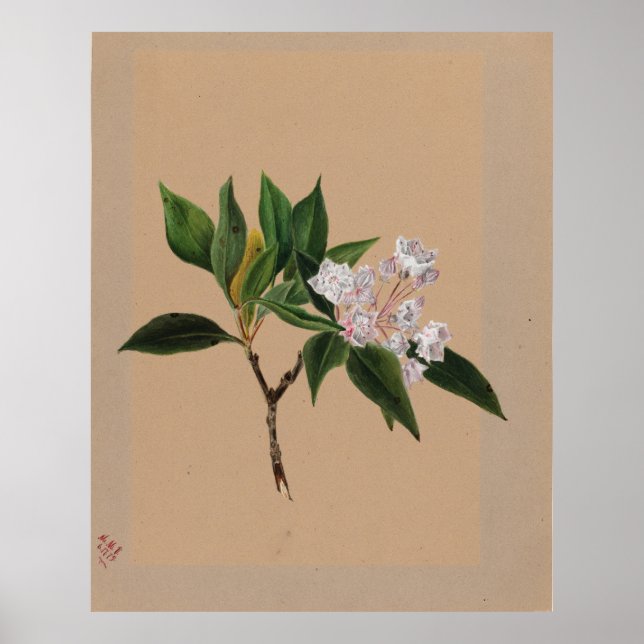 Berghörnchen (Kalmia latifolia) Poster (Vorne)