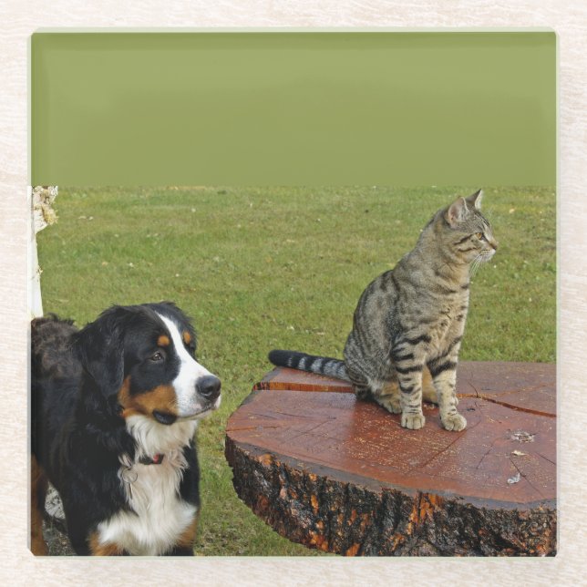 Berghund mit Katze Glasuntersetzer (Vorderseite)