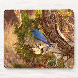 Berghüttensänger in Arches National Park Mousepad