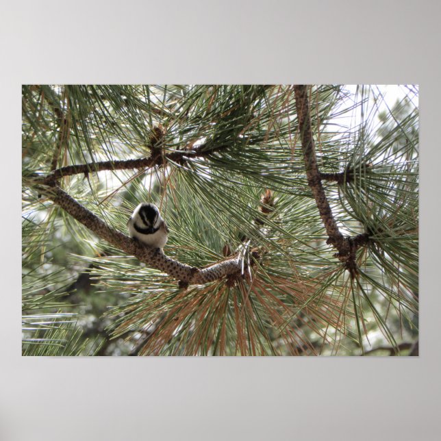 Bergkichade im Pine Tree Poster (Vorne)