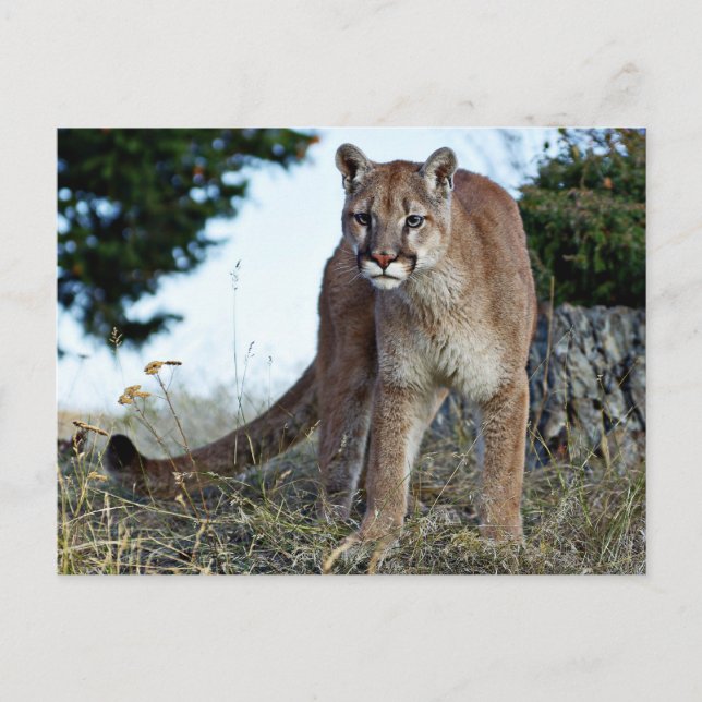 Berglauf Postkarte (Vorderseite)