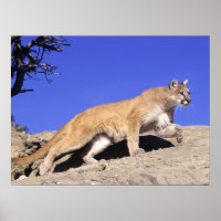 Bergleuchte auf dem Stalk Print