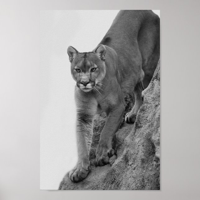 Berglion in Schwarz und Weiß Poster (Vorne)