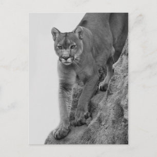 Berglion in Schwarz und Weiß Postkarte