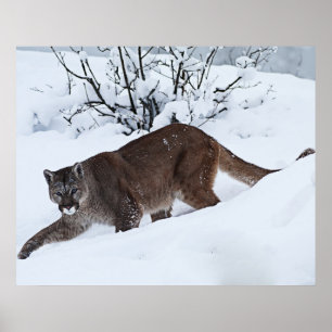 Berglöwe auf dem Prowl Poster