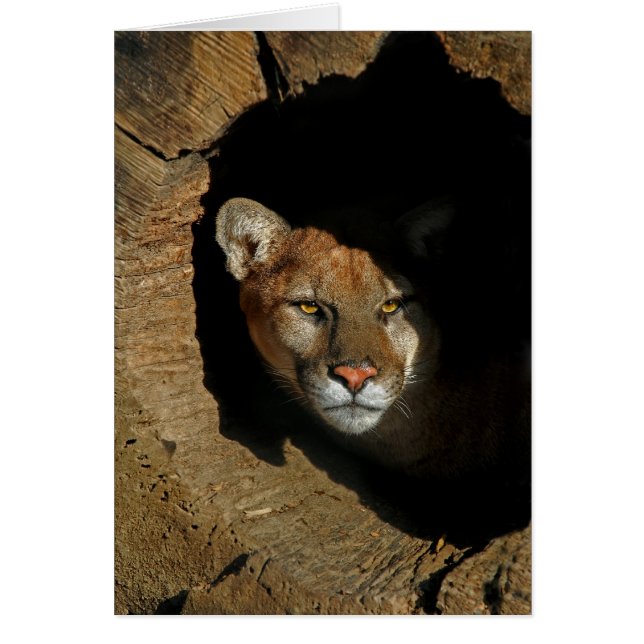 Berglöwe im Klotz (Vorne)