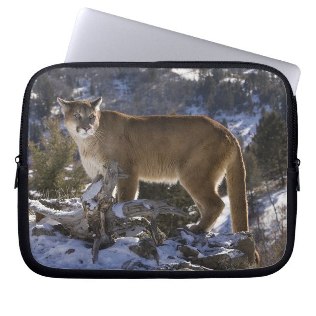 Berglöwe Laptopschutzhülle (Vorderseite)