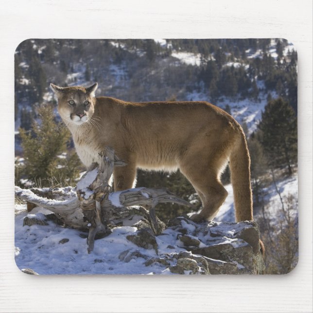 Berglöwe Mousepad (Vorne)
