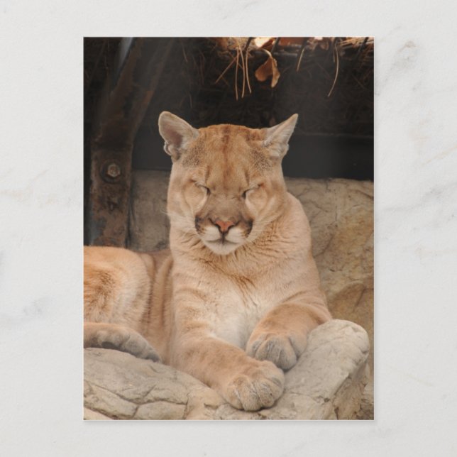 Berglöwe Postkarte (Vorderseite)