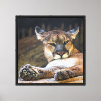 Berglöwen-Wandkunst | Ruhender Puma-Katzen-Druck