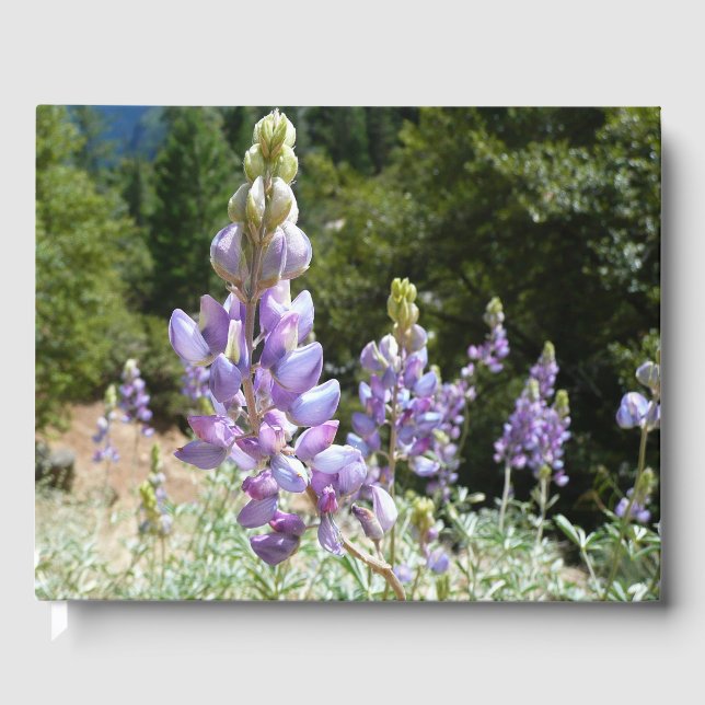 Berglupine bei Yosemite Gästebuch (Vorderseite)