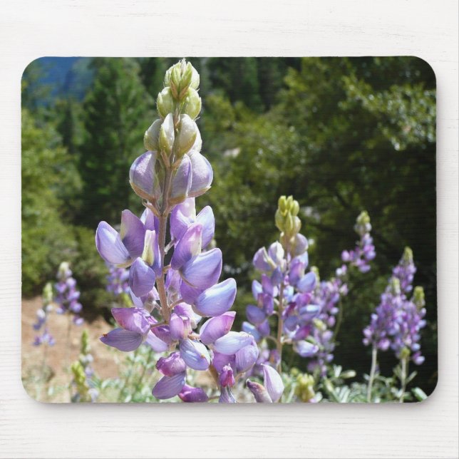 Berglupine bei Yosemite Mousepad (Vorne)
