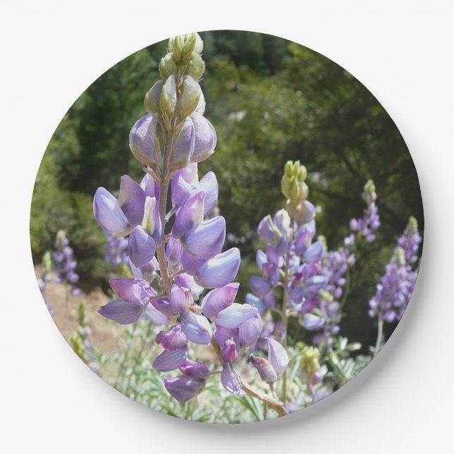 Berglupine bei Yosemite Pappteller (Vorderseite)