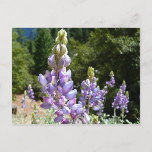 Berglupine bei Yosemite Postkarte