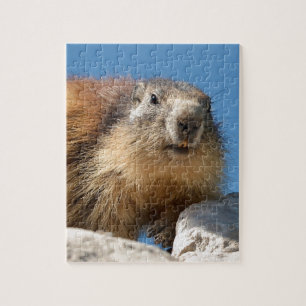 Bergmarmot