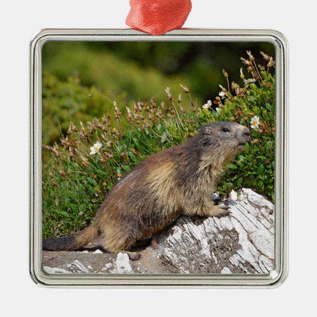 Bergmarmot Ornament Aus Metall (Vorne)