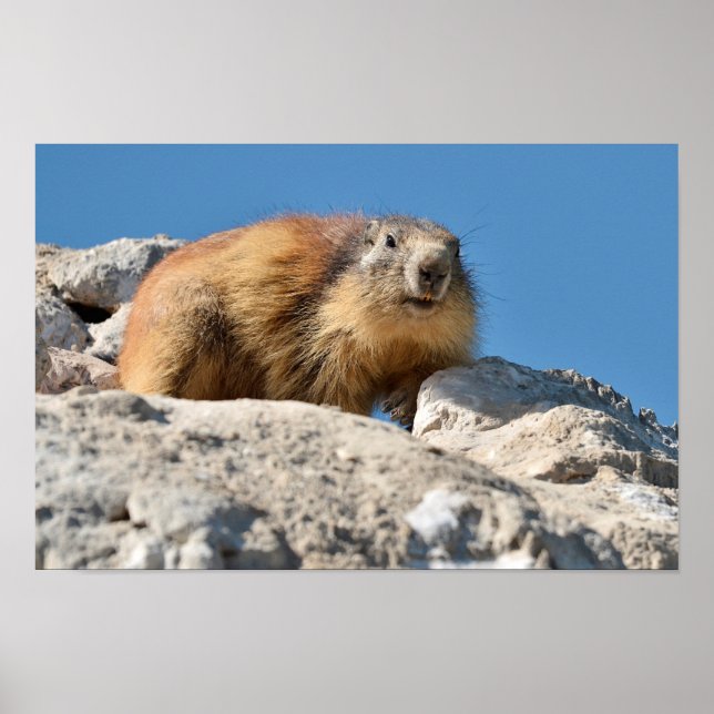 Bergmarmot Poster (Vorne)