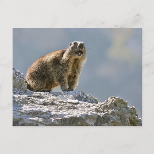 Bergmarmot Postkarte (Vorderseite)