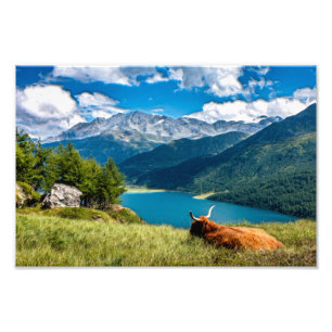 Bergweide Hochlandkuh Fotodruck