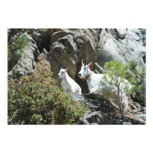 Bergziege und Kind - Naturfotografie Fotodruck