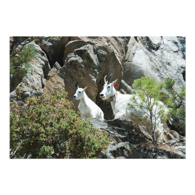 Bergziege und Kind - Naturfotografie Fotodruck (Vorne)