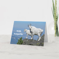 Bergziegen Weiße Wildtiere Foto Beileid