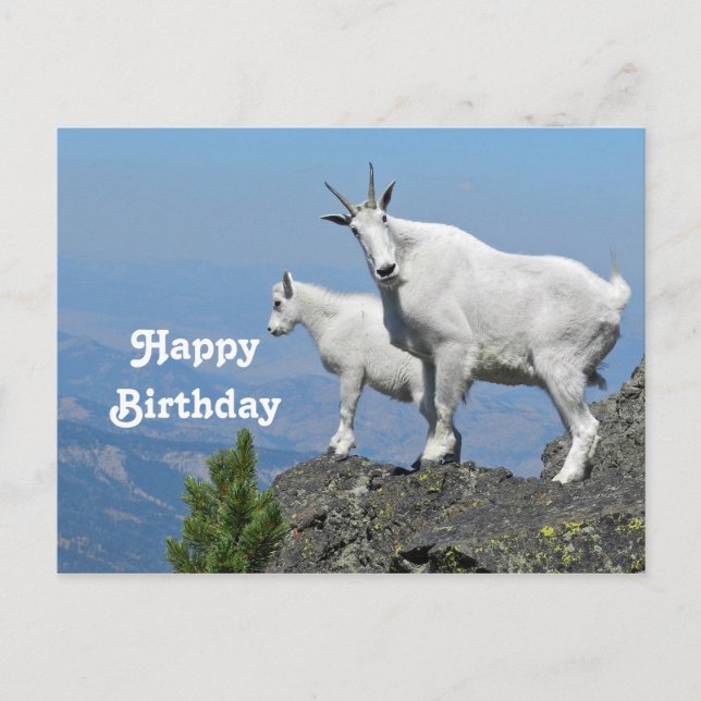 Bergziegen Weiße Wildtiere Foto Geburtstag Postkarte (Vorderseite)