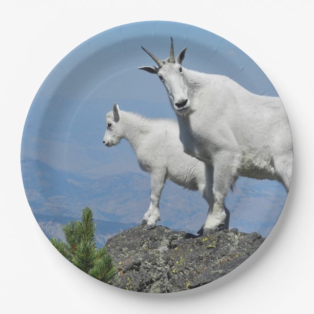 Bergziegen Weiße Wildtiere Foto Pappteller (Vorderseite)