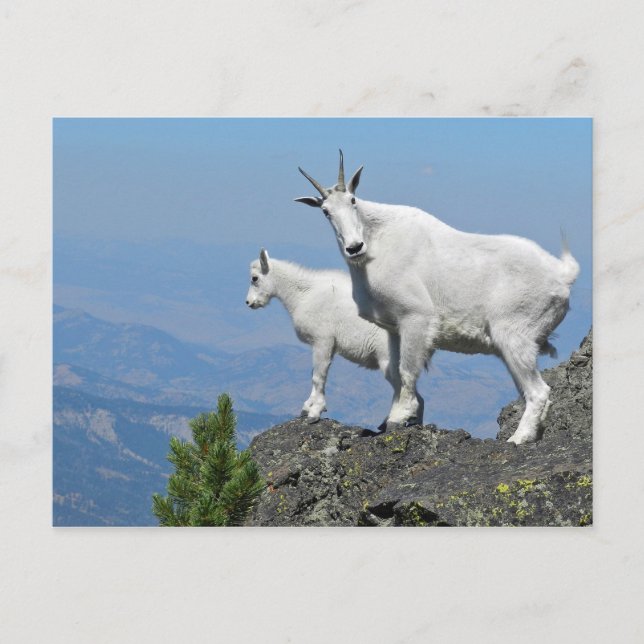 Bergziegen Weiße Wildtiere Foto Postkarte (Vorderseite)