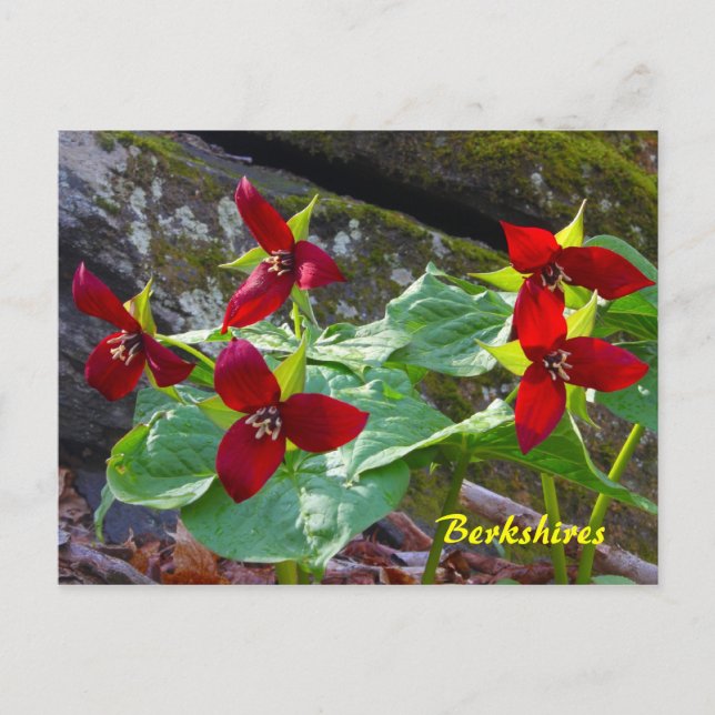 Berkshires Massachusetts Red Trillium Wildblume Postkarte (Vorderseite)