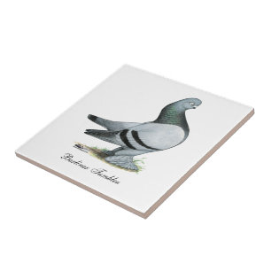 Berliner Tumbler Pigeon Blue Bar Fliese