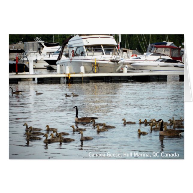 Bernaches du Canada w Baby à Hull Marina QC Canada (Devant horizontal)