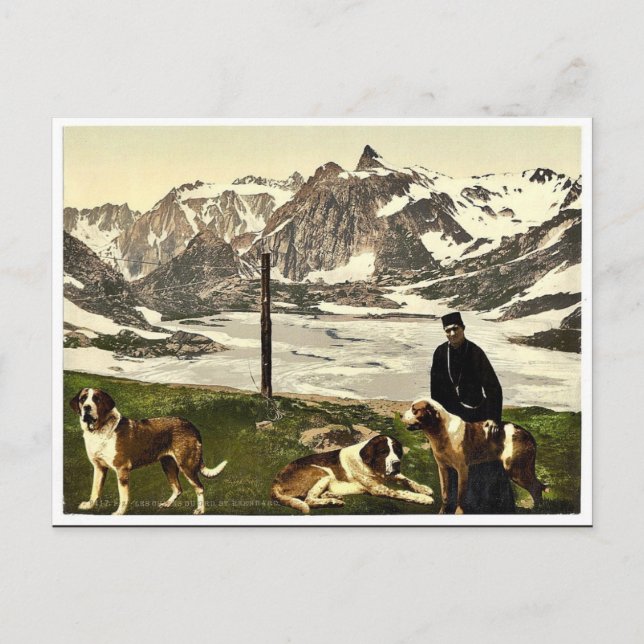 Bernardhunde, Wallis, Alpen, Schweiz Clan Postkarte (Vorderseite)