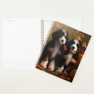 Bernedoodle Chiot Automne Citrouille de plaisir