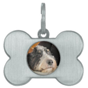 Bernedoodle Tiermarke